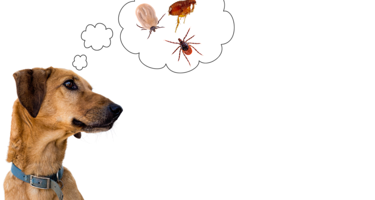 ΤΣΙΜΠΟΥΡΙΑ & ΨΕΙΡΕΣ