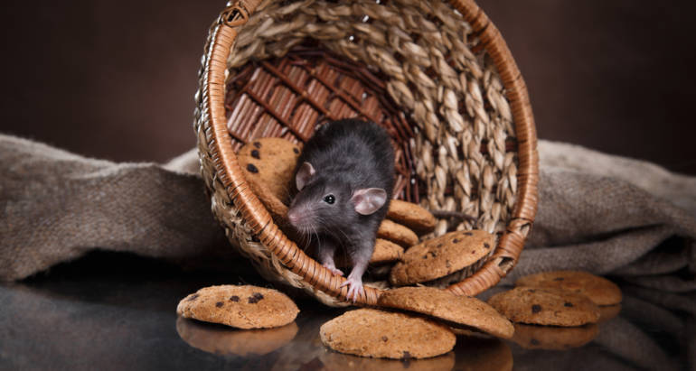 ΠΟΝΤΙΚΙΑ & ΑΡΟΥΡΑΙΟΙ